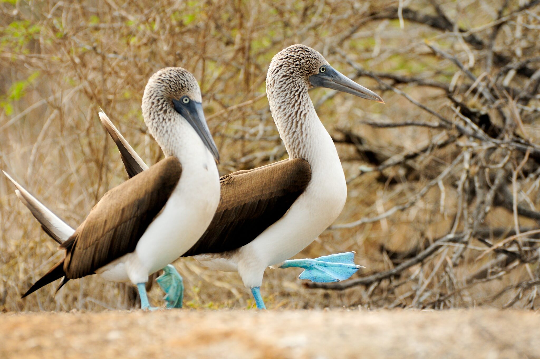 Blue-footed boobies in their Galápagos habitat