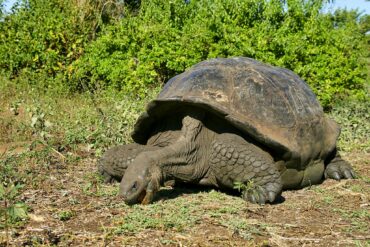 Giant tortoise in Galápagos National Park
