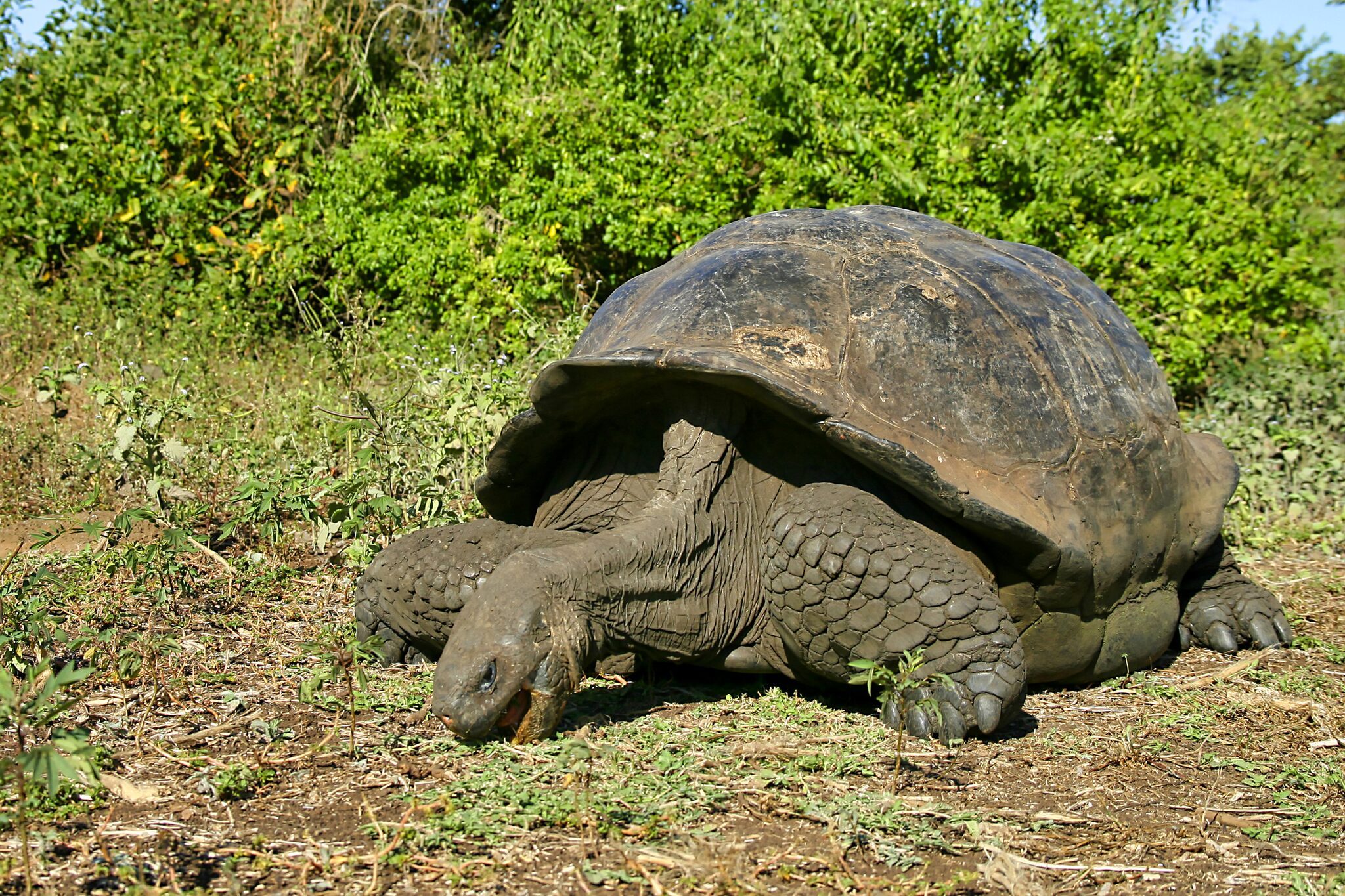 Giant tortoise in Galápagos National Park
