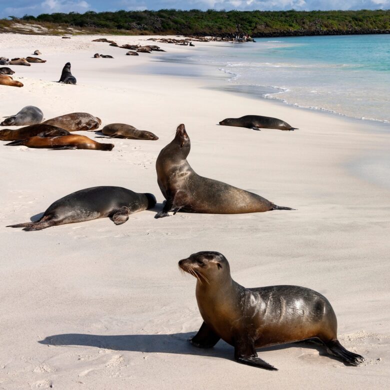 Sea lion on the Galápagos Islands, Ecuador
