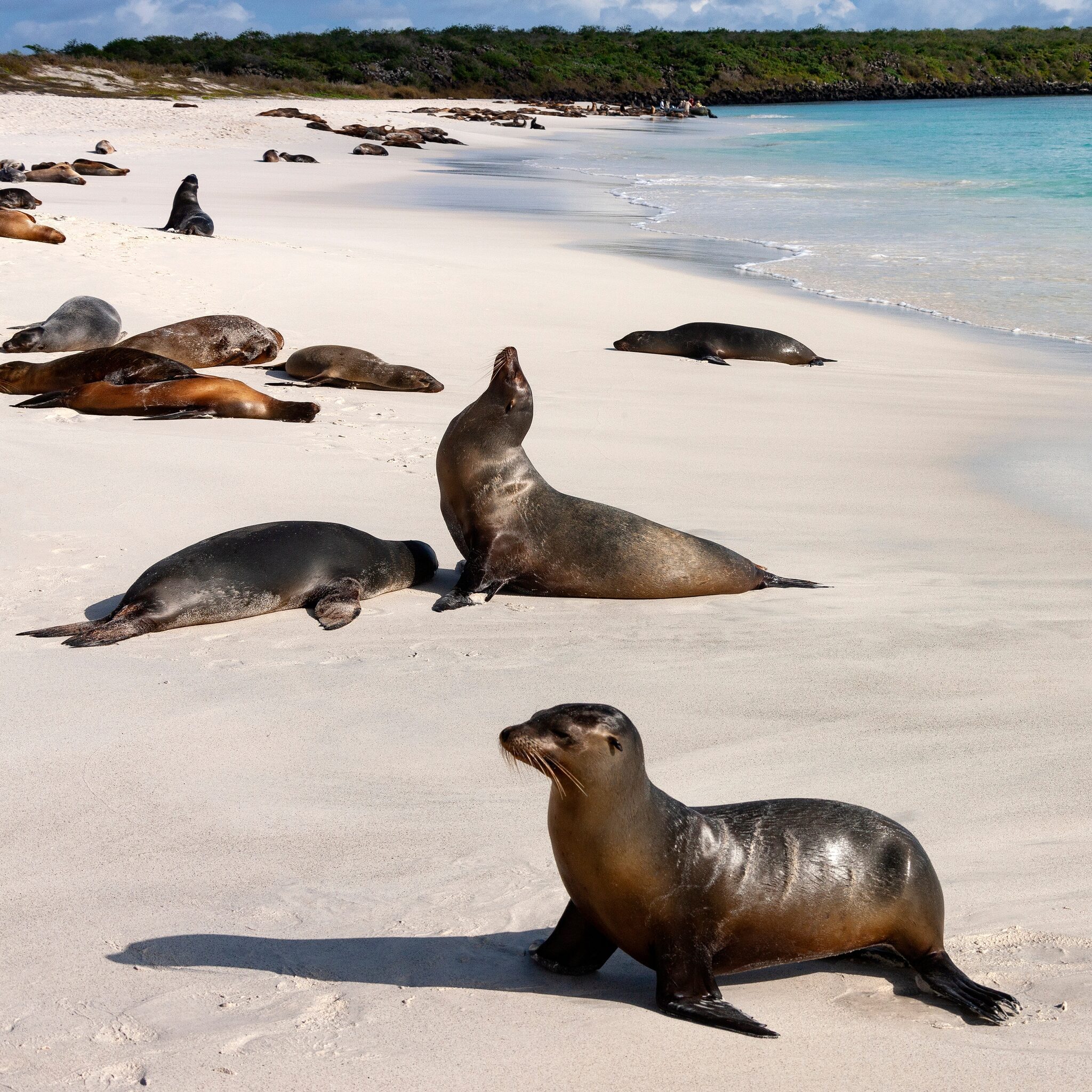Sea lion on the Galápagos Islands, Ecuador