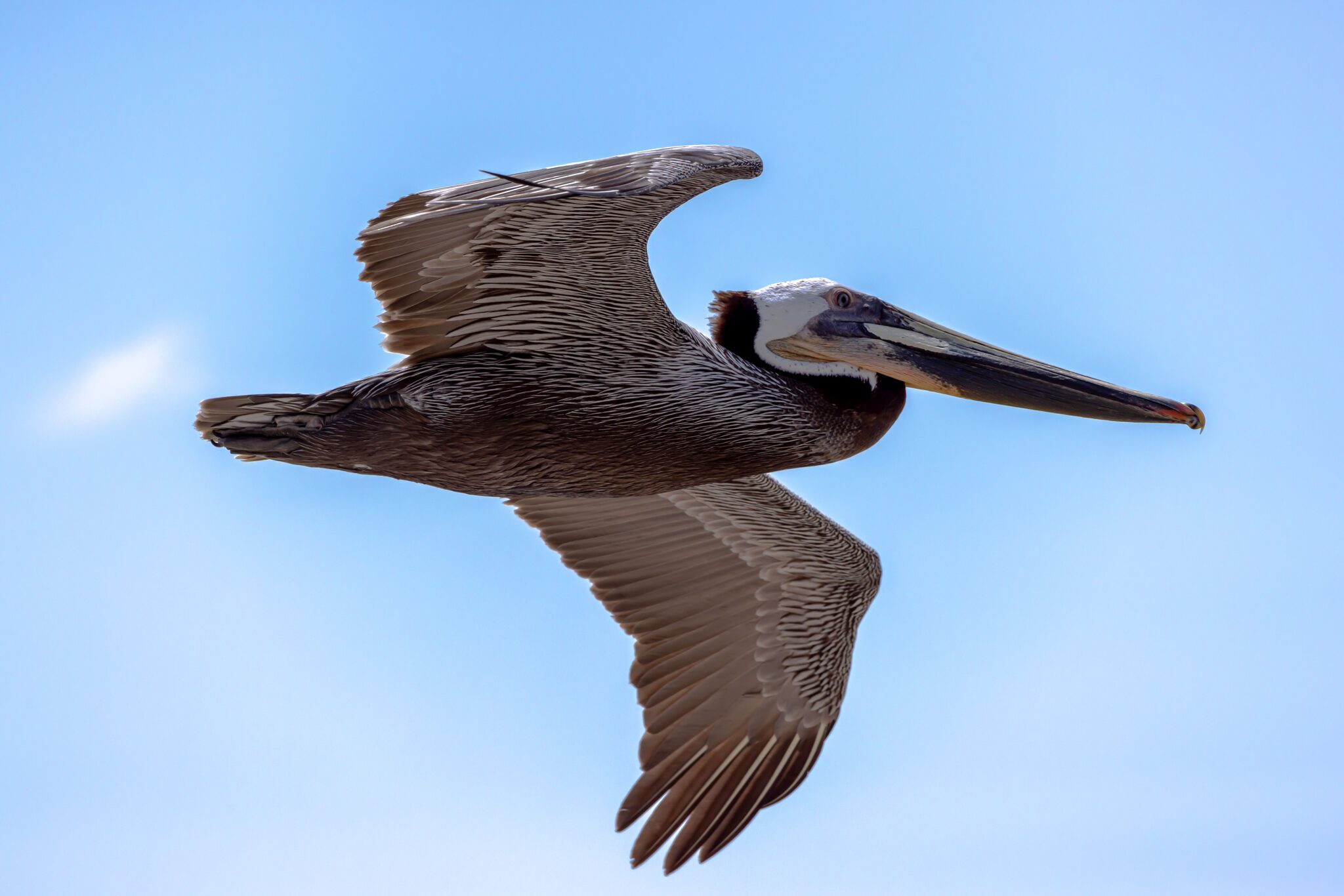 Pelican flying against a light blue Ecuadorian sky